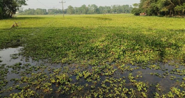 কৃষি