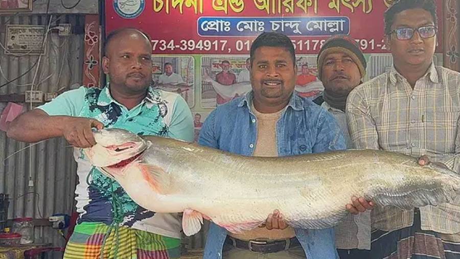 পদ্মায় বড়শিতে ধরা পড়া বোয়াল অর্ধলক্ষ টাকায় বিক্রি