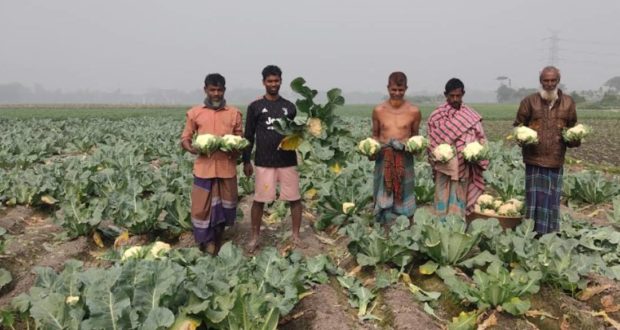 ফুলকপির