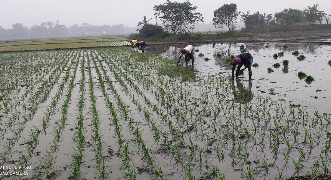 কচুয়ায় কনকনে শীতে বোরো চারা রোপণে ব্যস্ত কৃষকরা