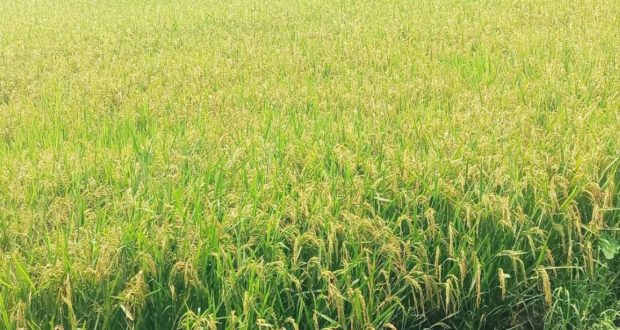 কৃষকের