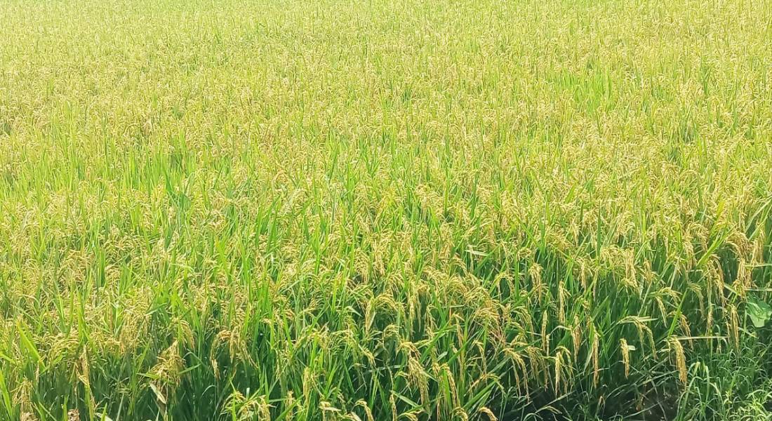 বাতাসের সাথে আপন মনে দুলছে লাখো কৃষকের স্বপ্ন