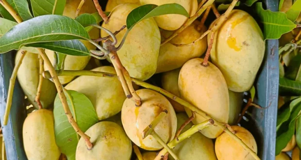 mango