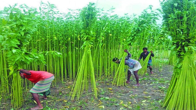 চাঁদপুরে পাট চাষাবাদের লক্ষ্যমাত্রা ৩ হাজার ৪শ হেক্টর-উৎপাদন ৬ হাজার ২শ মে.টন চাঁদপুরে পাট চাষাবাদের লক্ষ্যমাত্রা ৩ হাজার ৪শ হেক্টর-উৎপাদন ৬ হাজার ২শ মে.টন