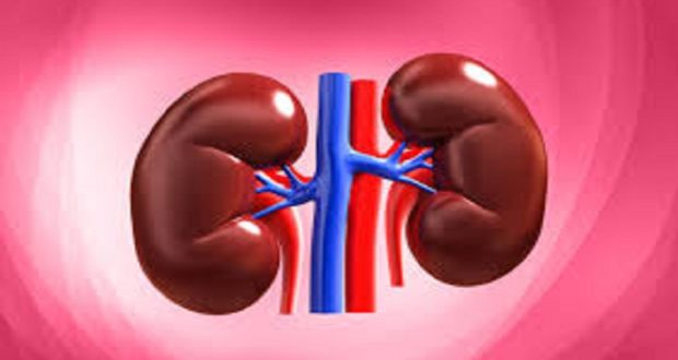 kidney