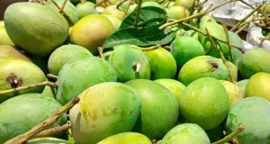 Mango