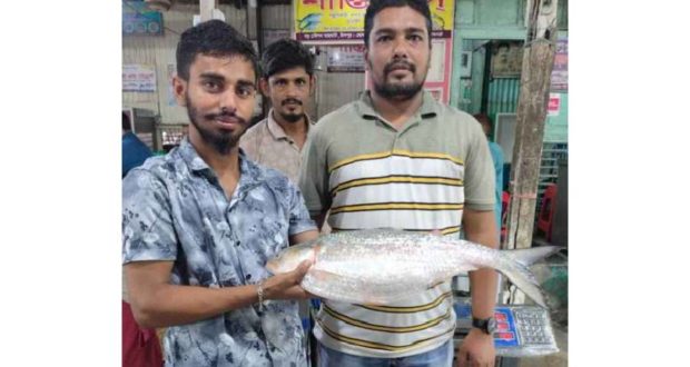 তিন কেজির ইলিশ বিক্রি হলো ১৬ হাজার টাকা! ইলিশ
