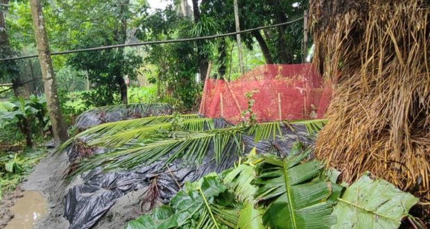 পুত্রবধূ