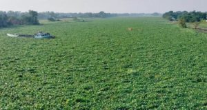 মতলব ধনাগোদা নদীতে কচুরিপানার দখল, নৌযান চলাচল বন্ধ ইয়াবাসহ