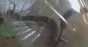 শাহরাস্তিতে বসতবাড়ি থেকে ১২টি গোখরা সাপ উদ্ধার শাহরাস্তিতে বিএনপি চেয়ারম্যান প্রার্থীর বাড়ি ভাংচুর