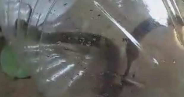 বসতবাড়ি