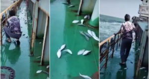 সাগর থেকে লাফিয়ে উঠলো ইলিশ, খালি হাতেই ধরা গেল ৩ মণ