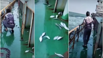 সাগর থেকে লাফিয়ে উঠলো ইলিশ, খালি হাতেই ধরা গেল ৩ মণ