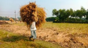 কচুয়ায় ধান কাটায় ব্যস্ত সময় পার করছেন কৃষক-কৃষাণীরা