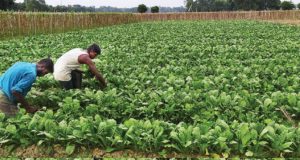 হাজীগঞ্জে পরকীয়া ঘটনায় নিহত ইমরান হত্যার খুনিদের ফাঁসির দাবিতে মানববন্ধন,পরকীয়া