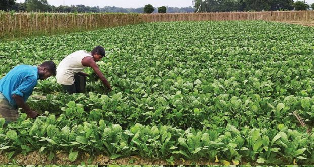 চাষাবাদ ও উৎপাদন