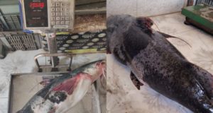 মেডিকেল