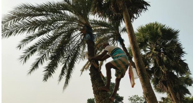খেজুরের