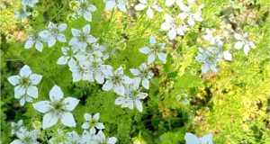 হাইমচরে ঐতিহাসিক বদর দিবস