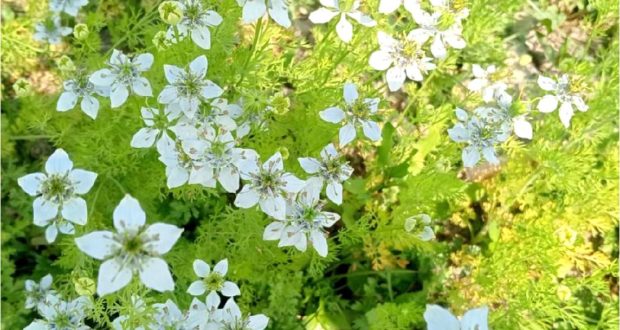 কালোজিরা