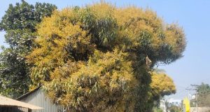 মাদকাসক্ত