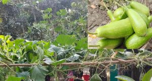 মুক্তিযুদ্ধা