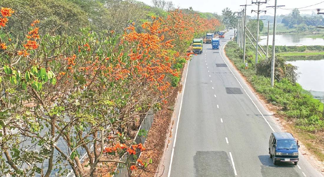কুমিল্লা মহাসড়ককে নান্দনিক করে তুলেছে রক্তরাঙা পলাশ কুমিল্লা মহাসড়ককে নান্দনিক করে তুলেছে রক্তরাঙা পলাশ
