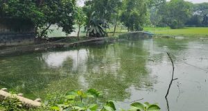 সূর্যমুখীর