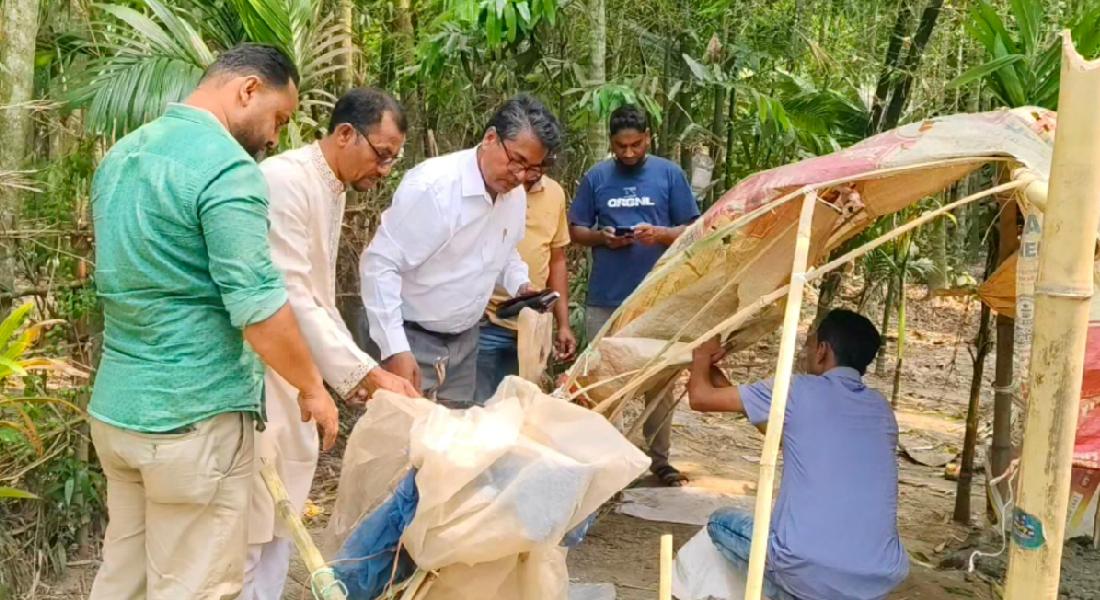 হাইমচরে জাটকা রক্ষায় অবৈধ আস্তানা গুঁড়িয়ে দিল বিএনপি