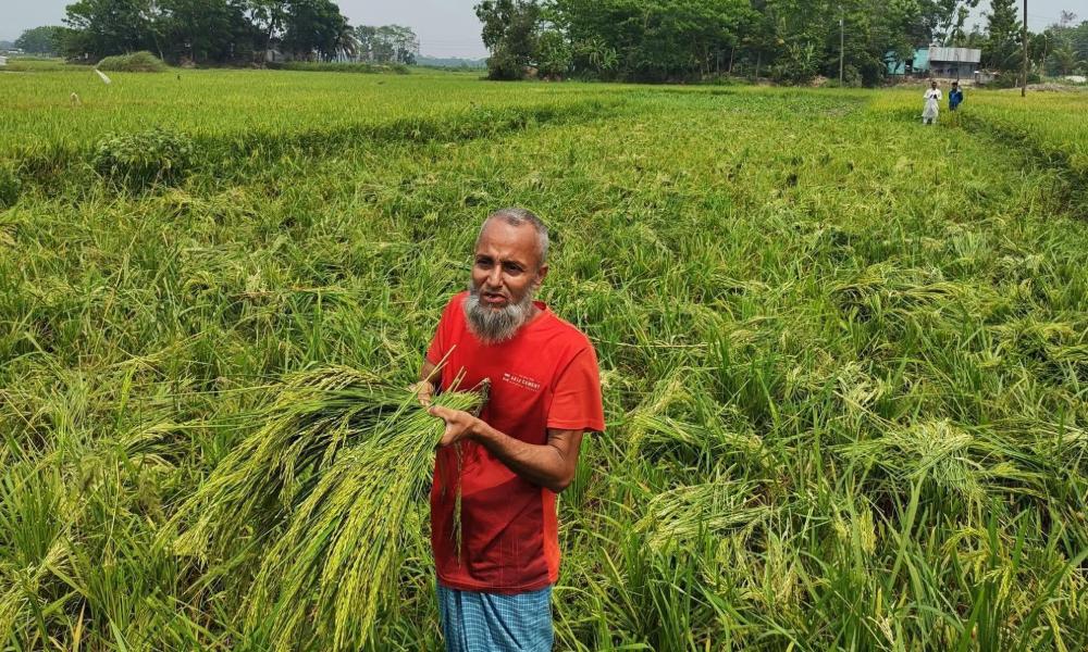 হাজীগঞ্জে গভীর রাতে কেটে ফেলা হলো কৃষকের ধানক্ষেত