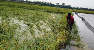 চাঁদপুরে ২ লাখ ৩৫ হাজার প্রবাসী: ৭৯৩ কোটি টাকা র‌্যামিটেন্স অর্জন