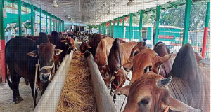 cow----------