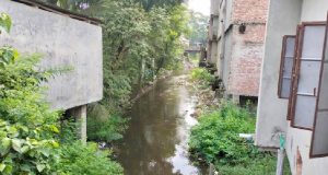 ইলিশের