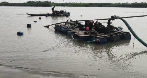 ইলিশ