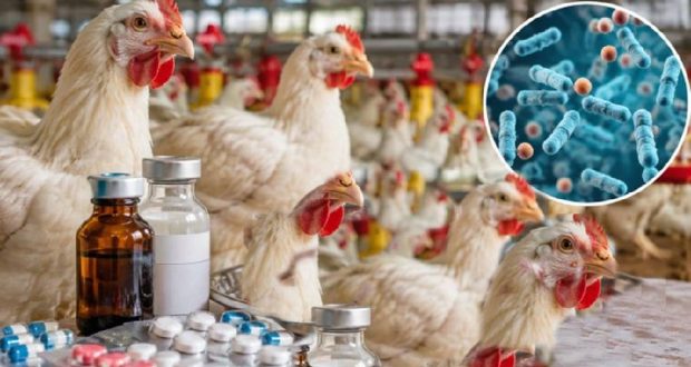 পোলট্রি