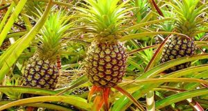 pineapple===