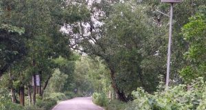 পাইলট