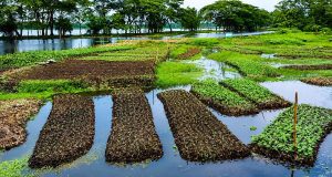 সংখ্যালঘু