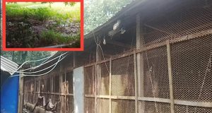 মতলবে অস্ত্র-গুলিসহ ‘ডাকাত সরদার’ গ্রেফতার