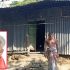 ইলিশ