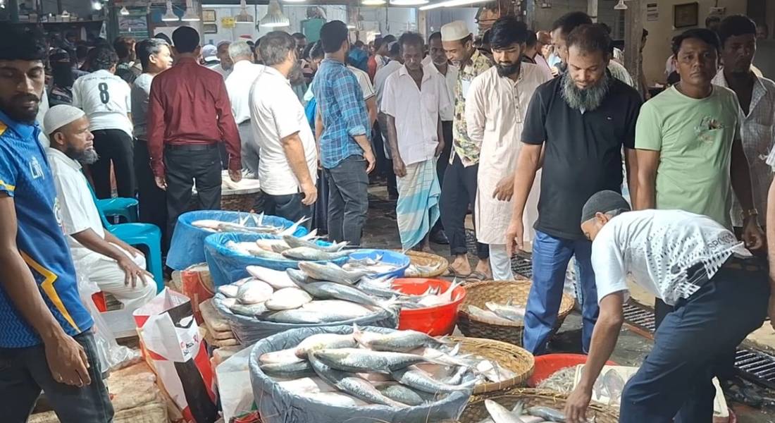 নিষেধাজ্ঞার আগে চাঁদপুর মাছঘাটে ইলিশ বেচাকেনার ধুম