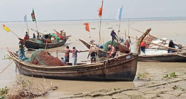 ইলিশ