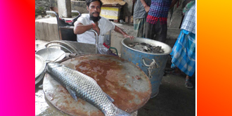 চাঁদপুরে ডাকাতিয়ার মাছ চুরি : বিক্রি হচ্ছে নতুনবাজারে