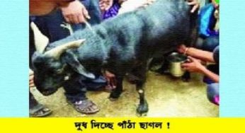 দুধ দিচ্ছে পাঁঠা ছাগল