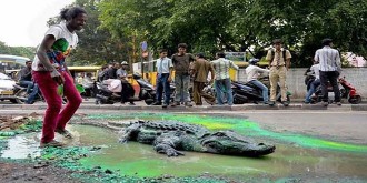 রাস্তায় কুমির : আতঙ্কে পথচারীরা