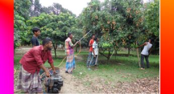 লিচু বাগানে কীটনাশক ব্যবহার : ১১ শিশুর মৃত্যু